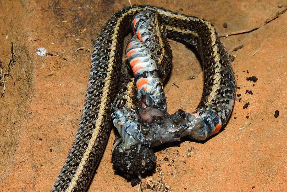 20822 identificando tarantulas