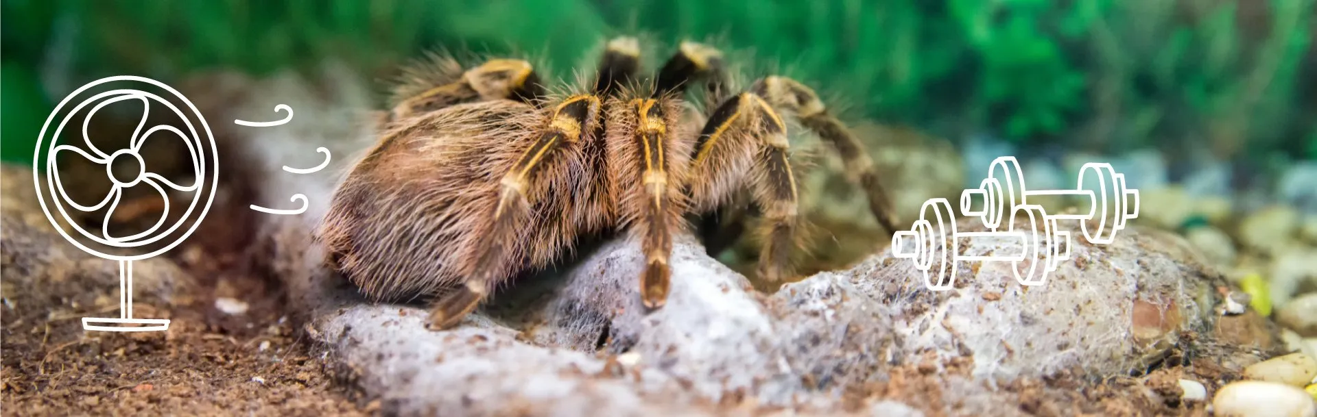 20822 repelentes tarantulas