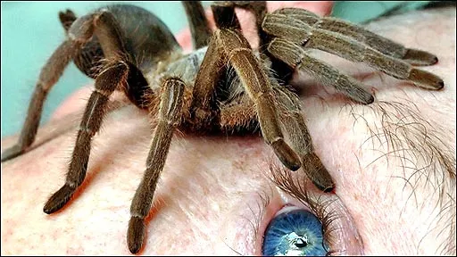 20822 tarantula en casa