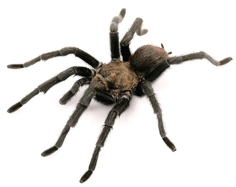 20822 tipos de tarantulas