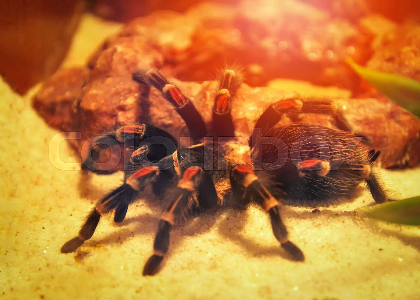 20823 money rock island tarantula overview