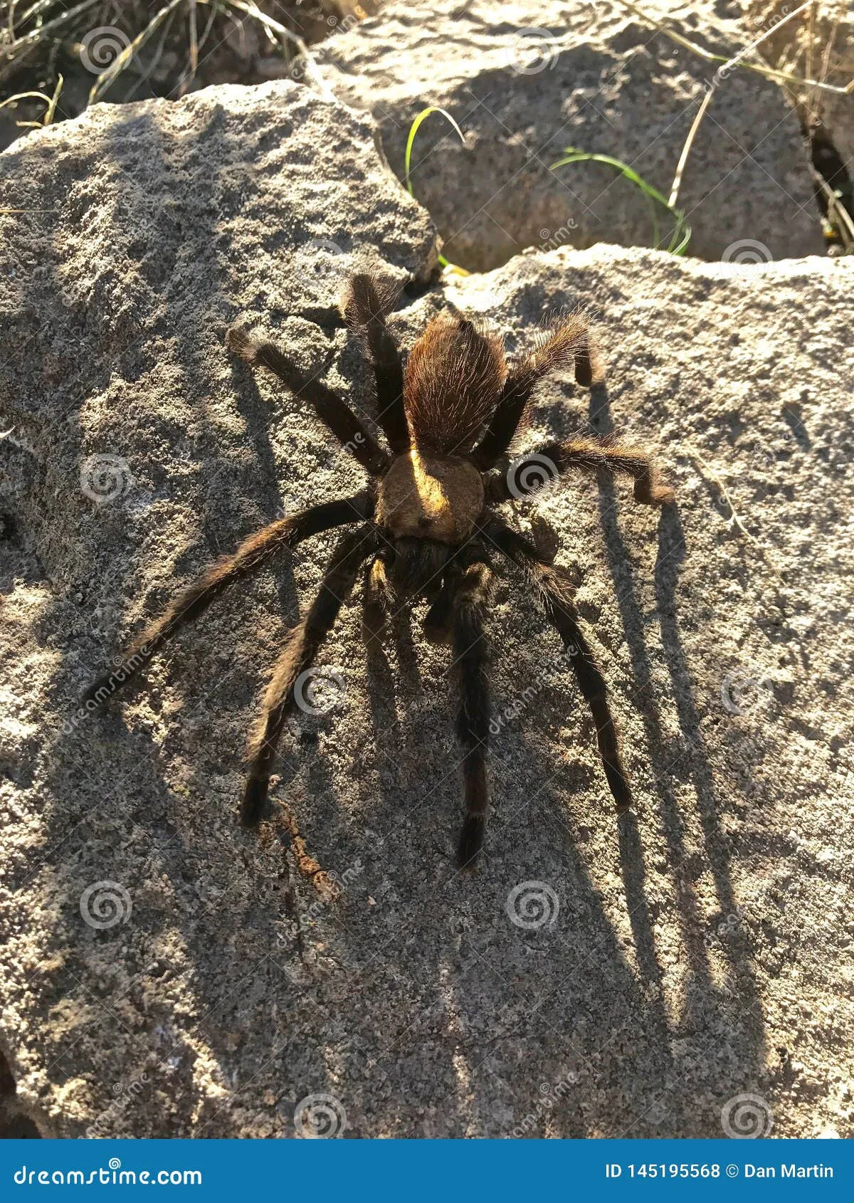 /img/20823-tarantula-facts.webp