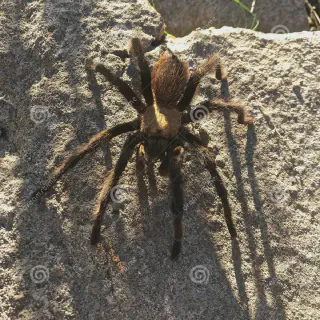 /img/20823-tarantula-facts.webp