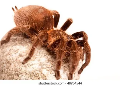 20823 tarantula feeding
