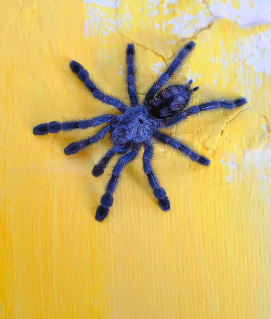 20825 new world tarantula chilean rose