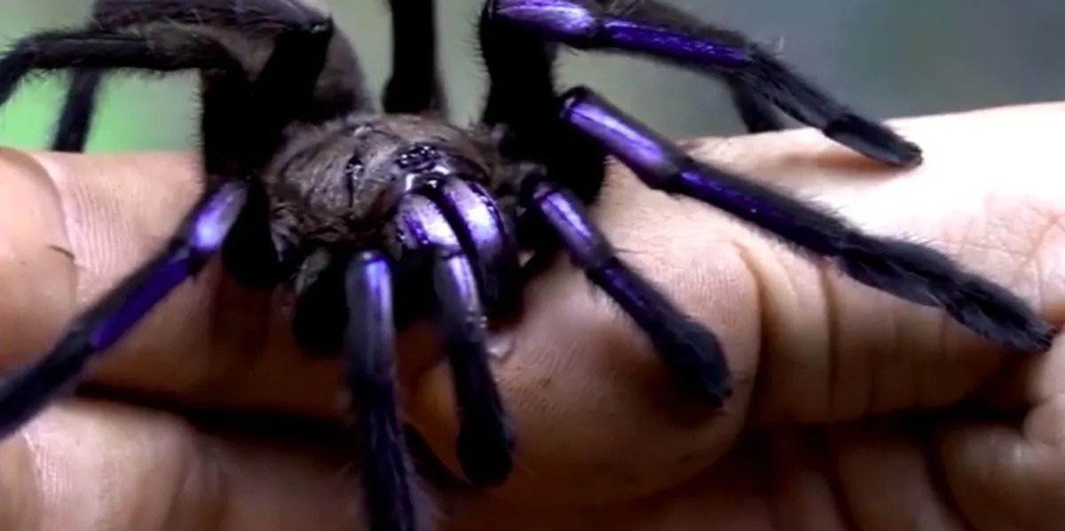 20825 new world tarantula enclosure