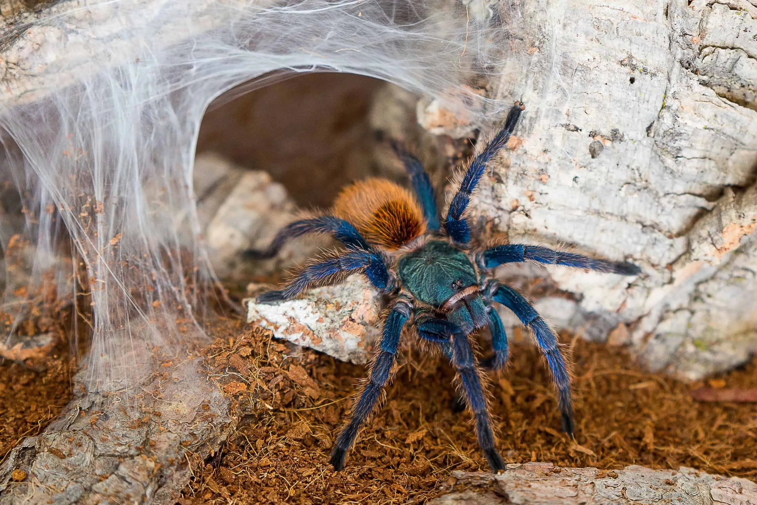 20825 new world tarantula feeding