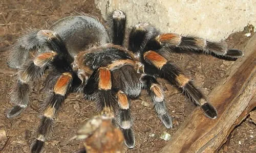 20825 new world tarantula mexican red knee