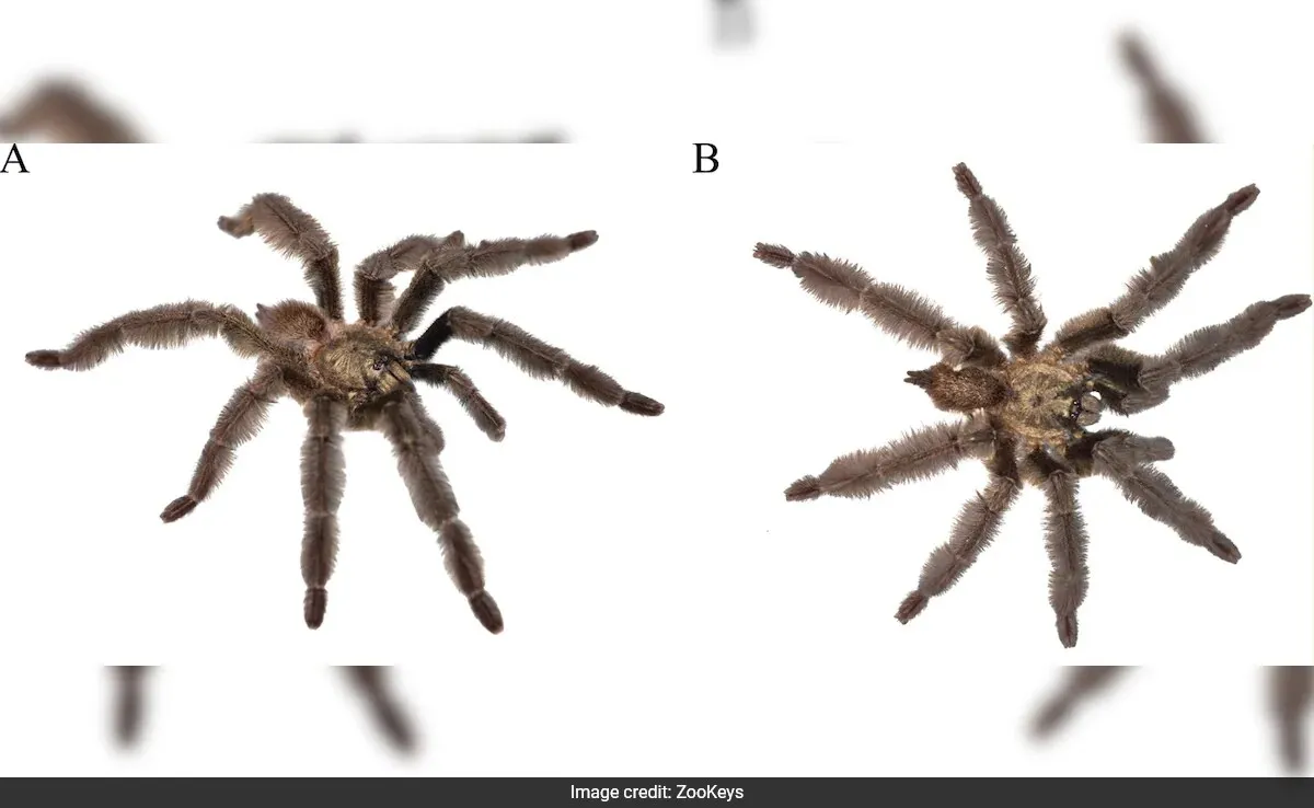 /img/20826-tarantula-super8-mating.webp
