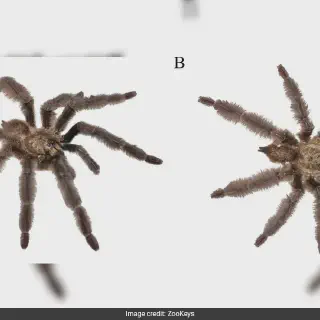 /img/20826-tarantula-super8-mating.webp