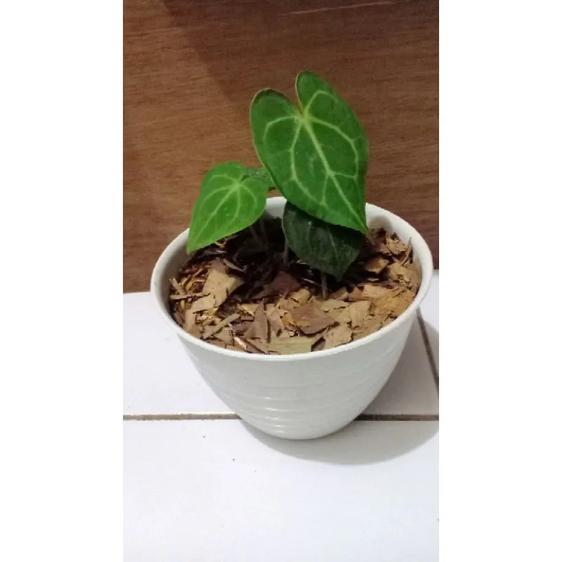 /img/20831-elephant-ear-plant-care.webp