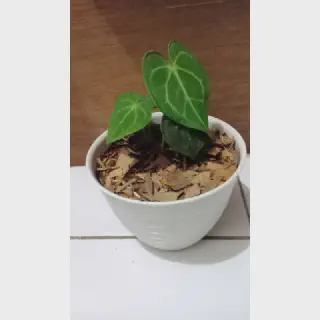 /img/20831-elephant-ear-plant-care.webp