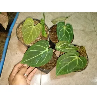 20831 elephant ear plant tarantula
