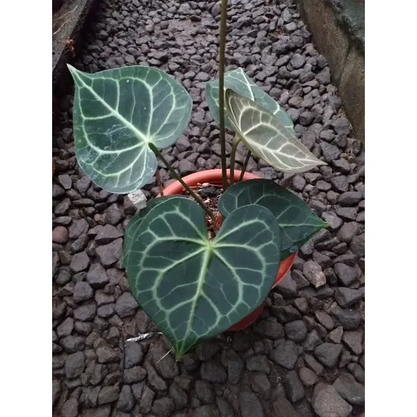 20831 elephant ear plant types