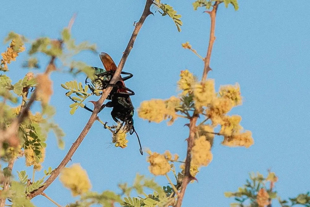 20832 tarantula hawk climate preferences