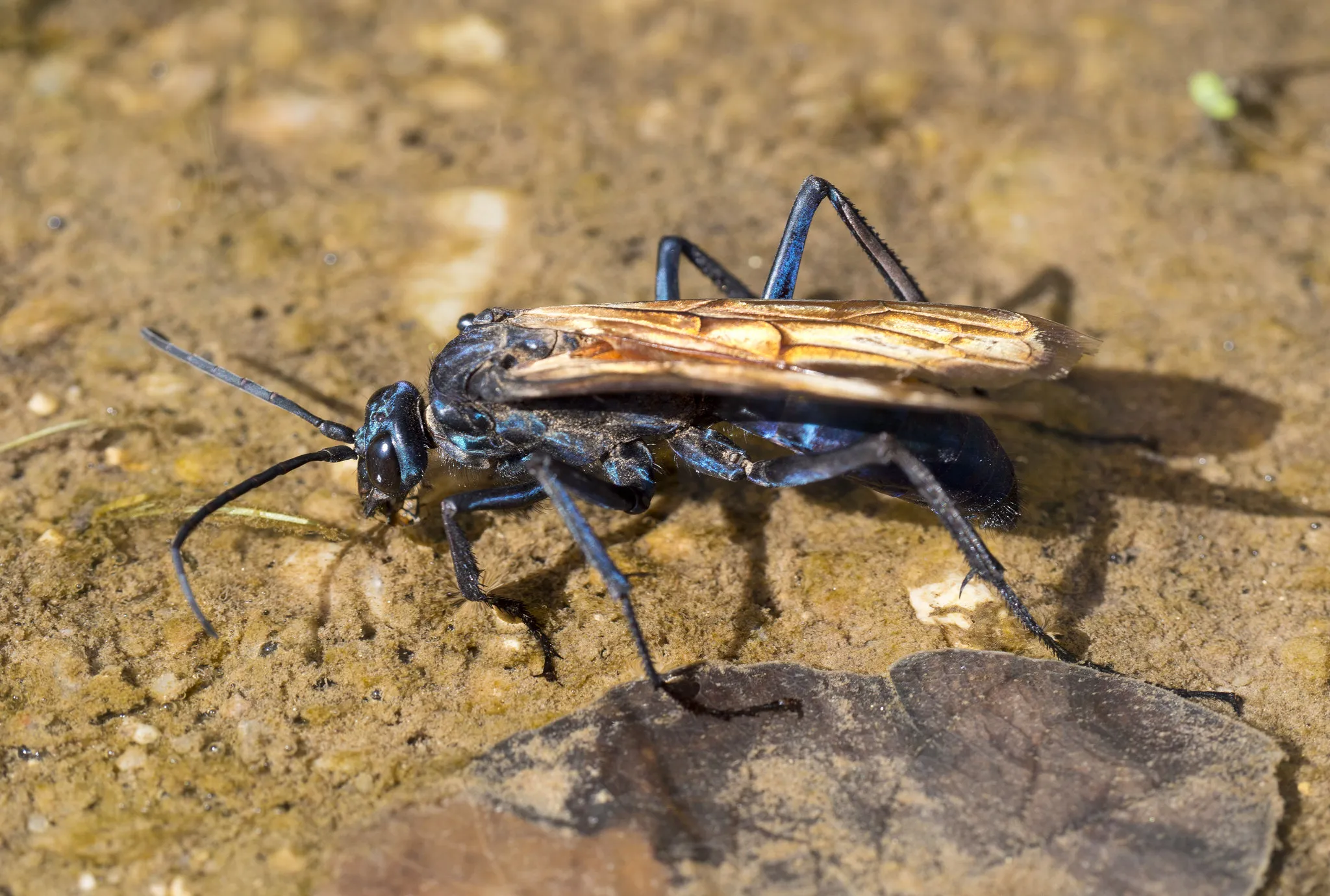 20832 tarantula hawk conservation