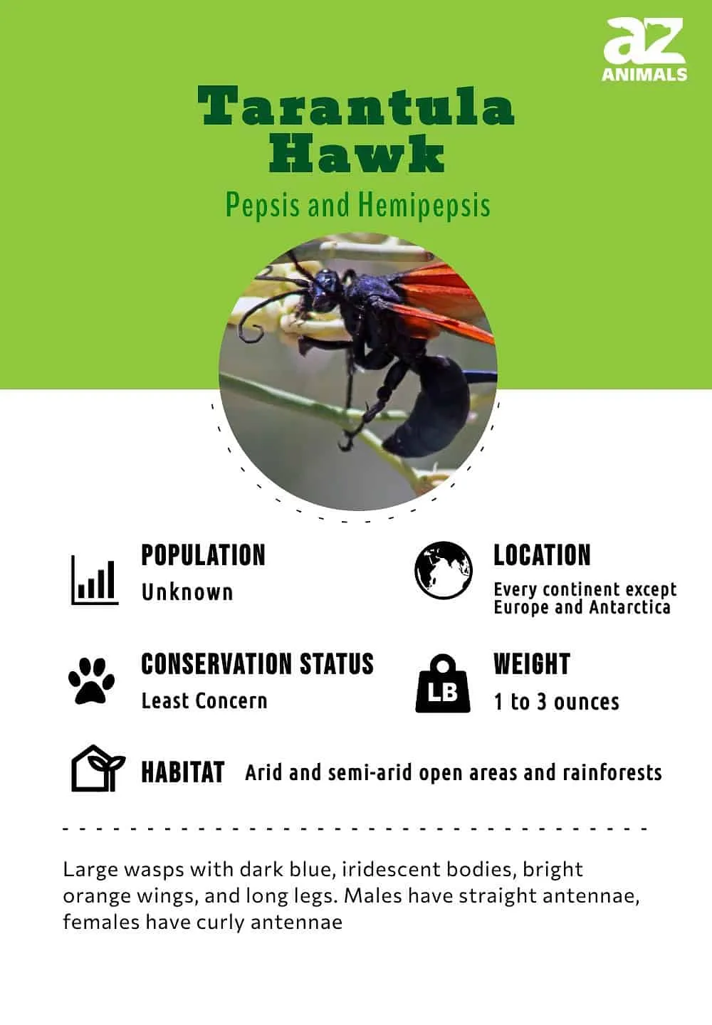 20832 tarantula hawk prey
