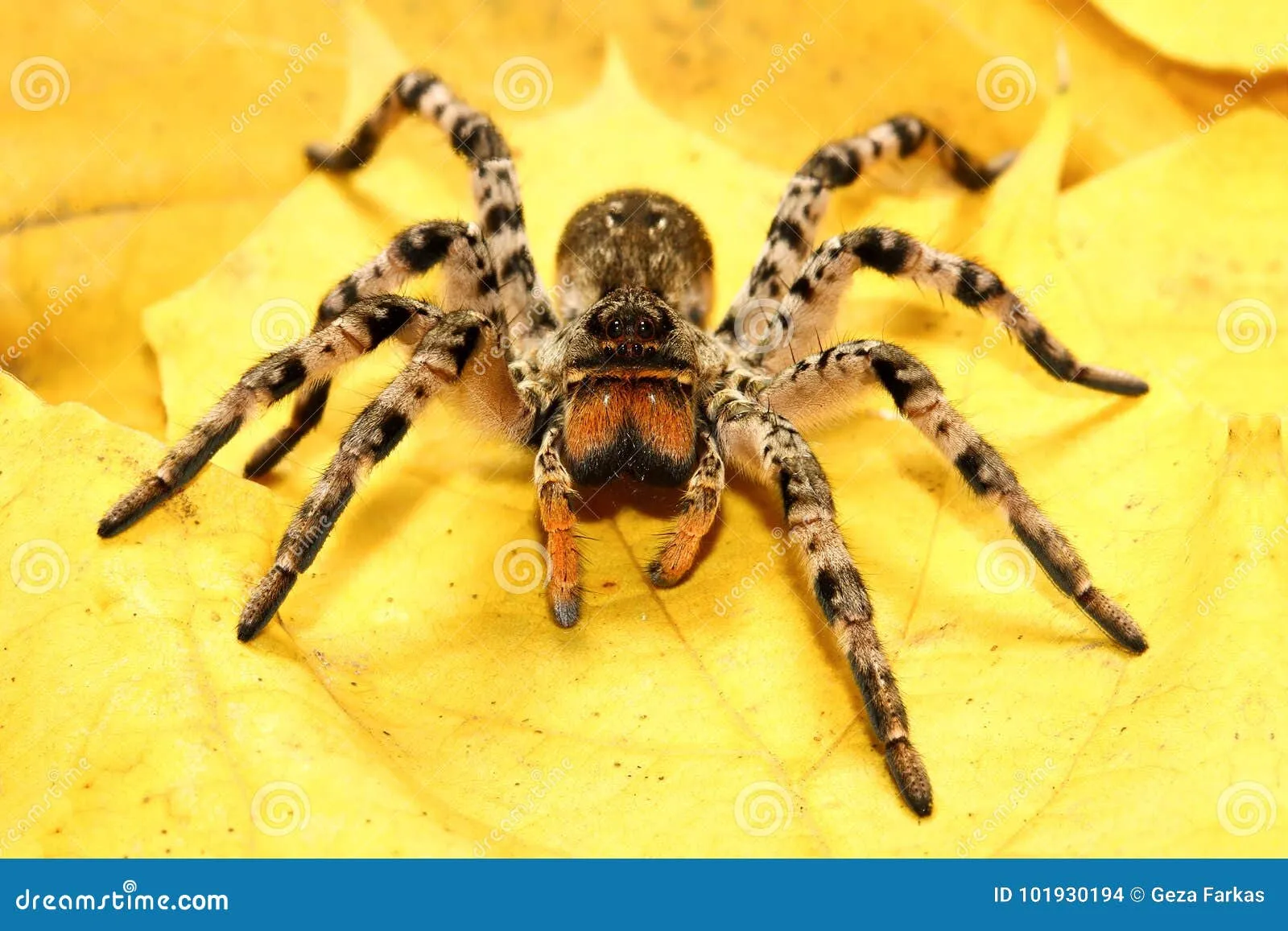 20840 north american tarantula