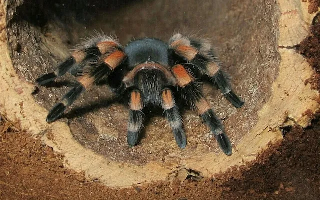 20840 south american tarantula
