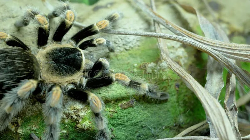 20840 tarantula defensive postures