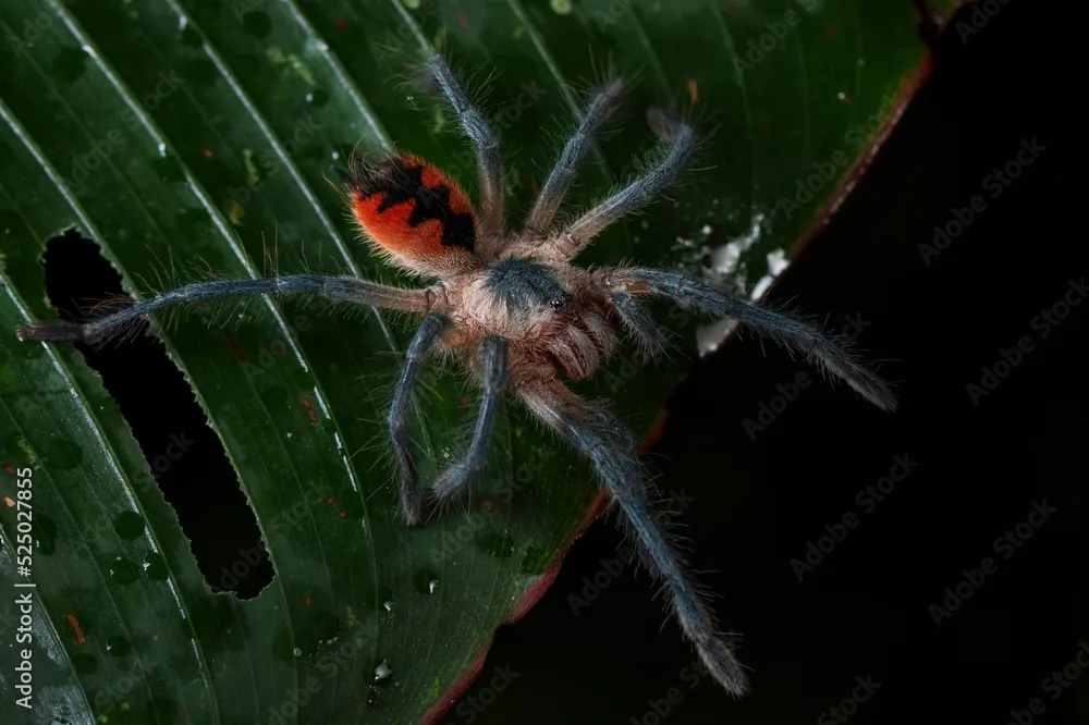 20840 tarantula first aid