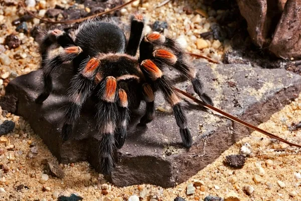 20840 tarantula physical characteristics