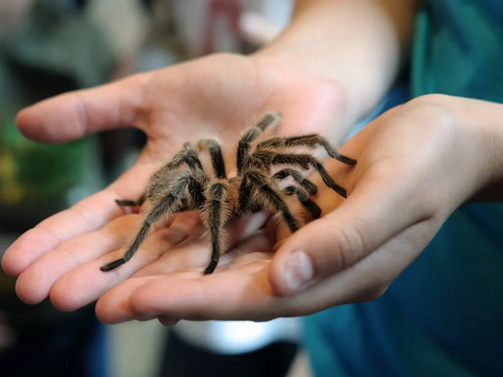 /img/20840-tarantula-safe-handling.webp