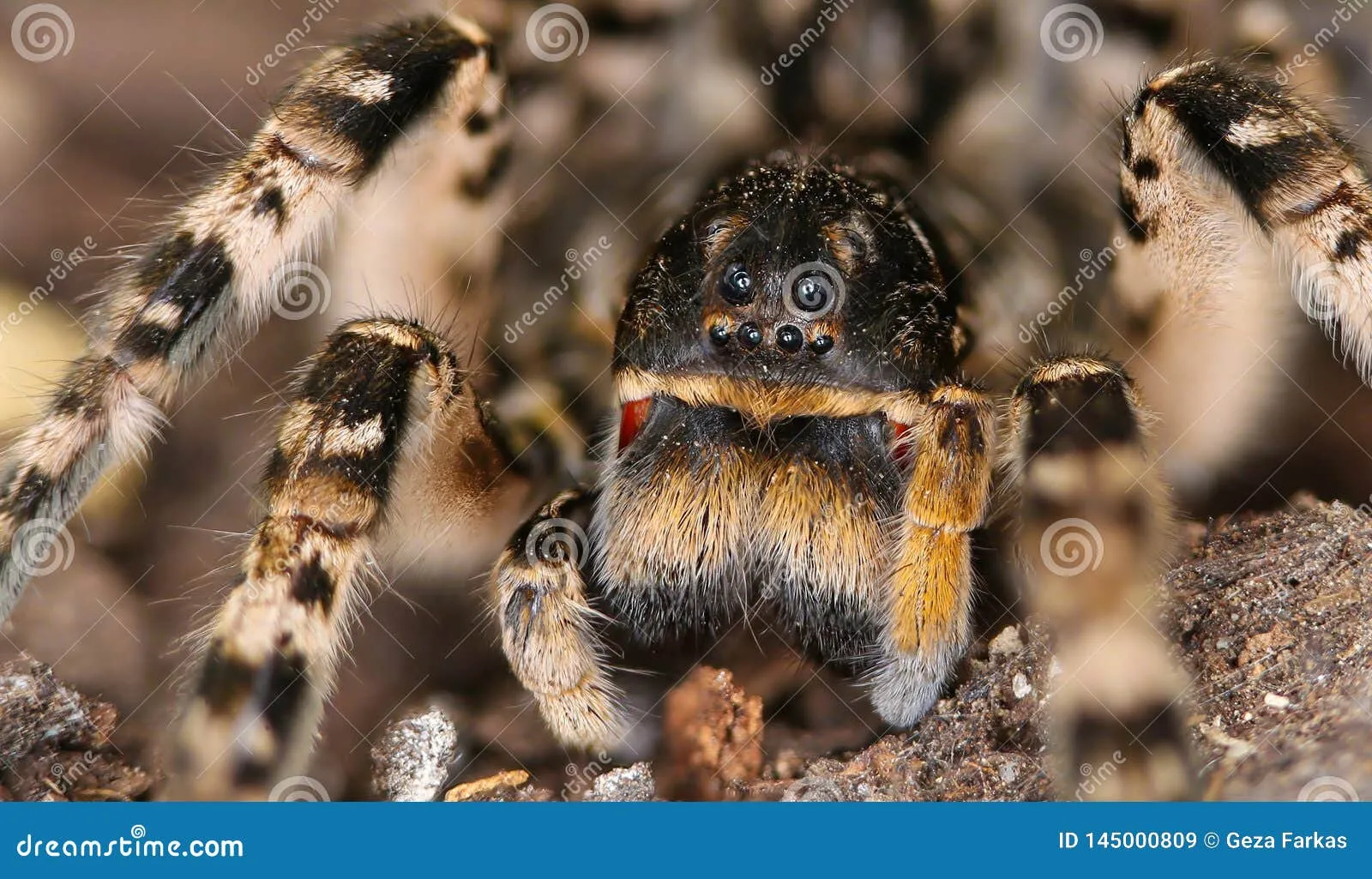 20840 tarantula venom levels