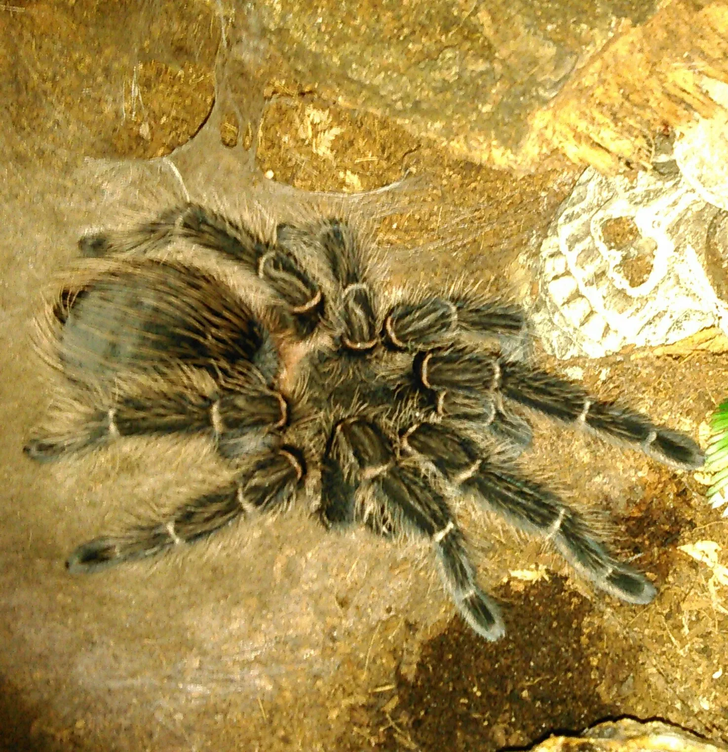 20842 online tarantula package sale