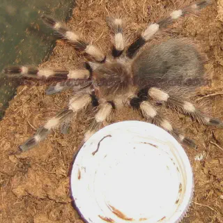 /img/20842-tarantula-compare-prices.webp
