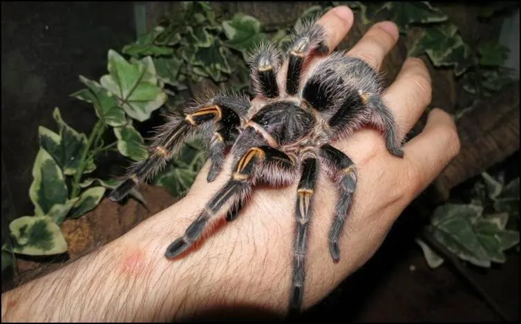 20842 tarantula package sale header