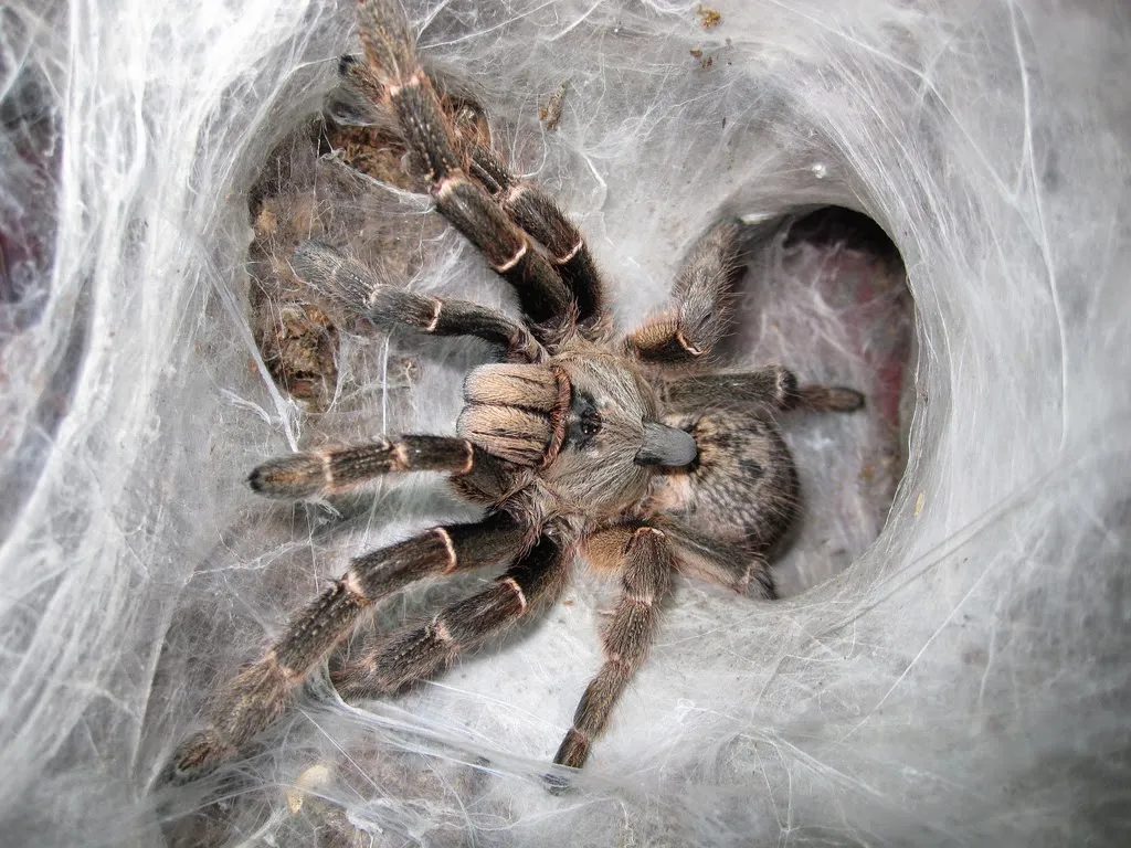 20842 tarantula starter kit