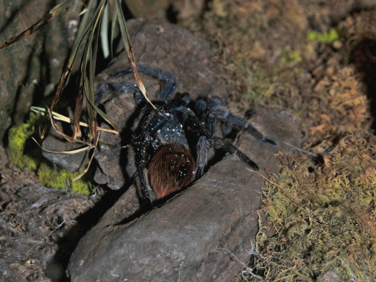 20843 blue island tarantula image2