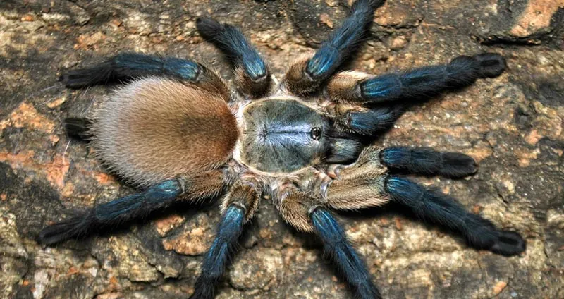/img/20843-blue-island-tarantula-image3.webp
