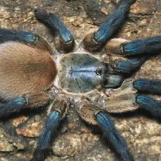 /img/20843-blue-island-tarantula-image3.webp