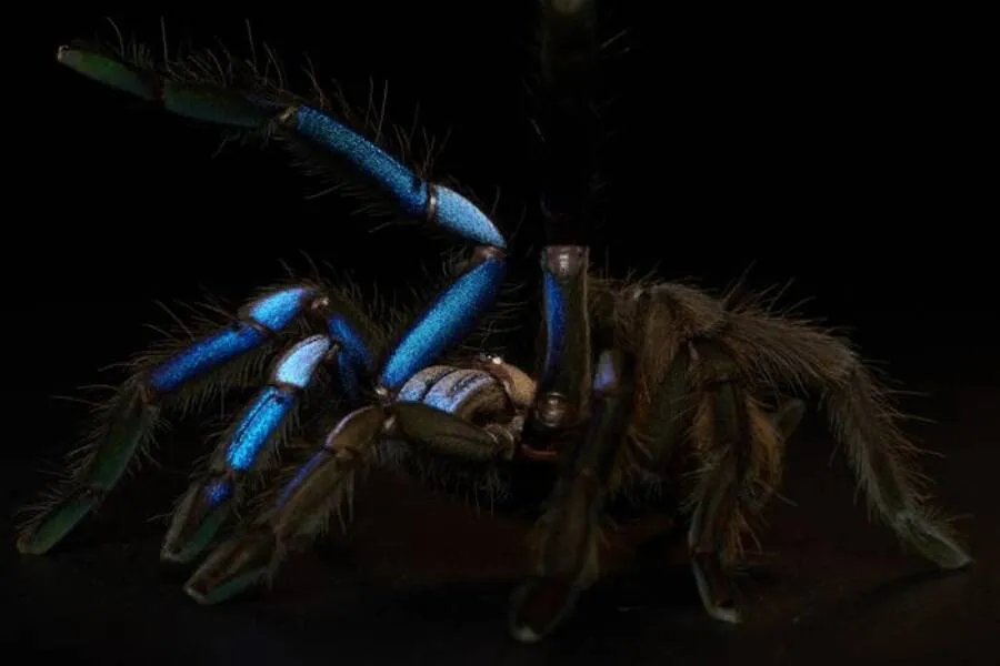 20843 blue island tarantula size
