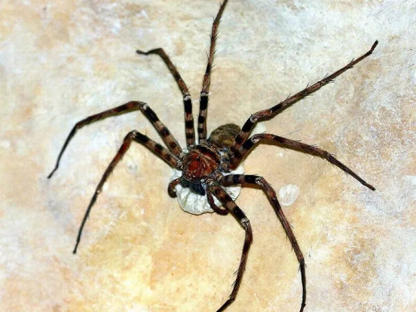 20844 poecilotheria