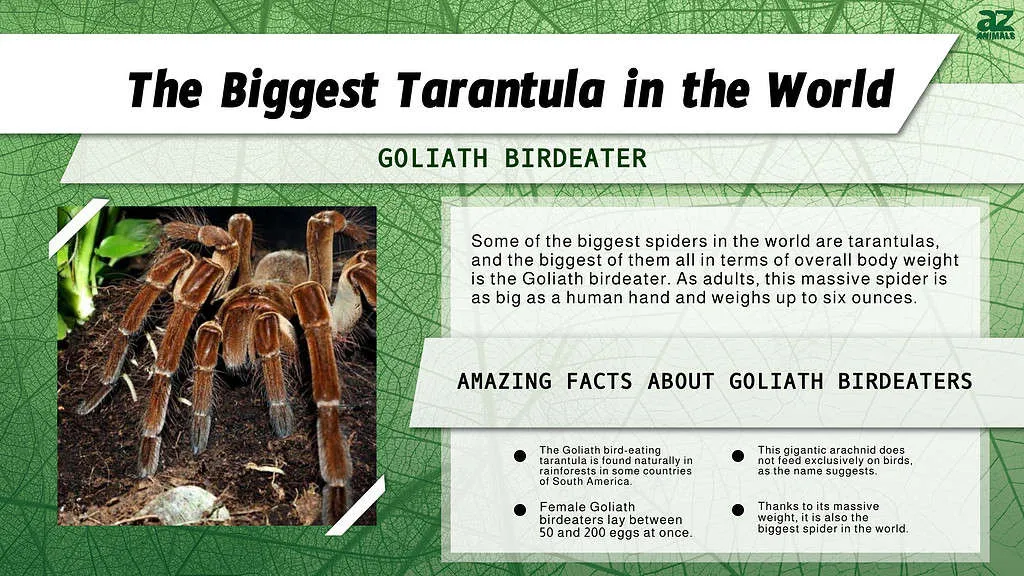 /img/20844-tarantula-conservation.webp