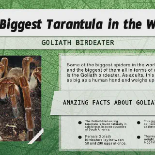 /img/20844-tarantula-conservation.webp