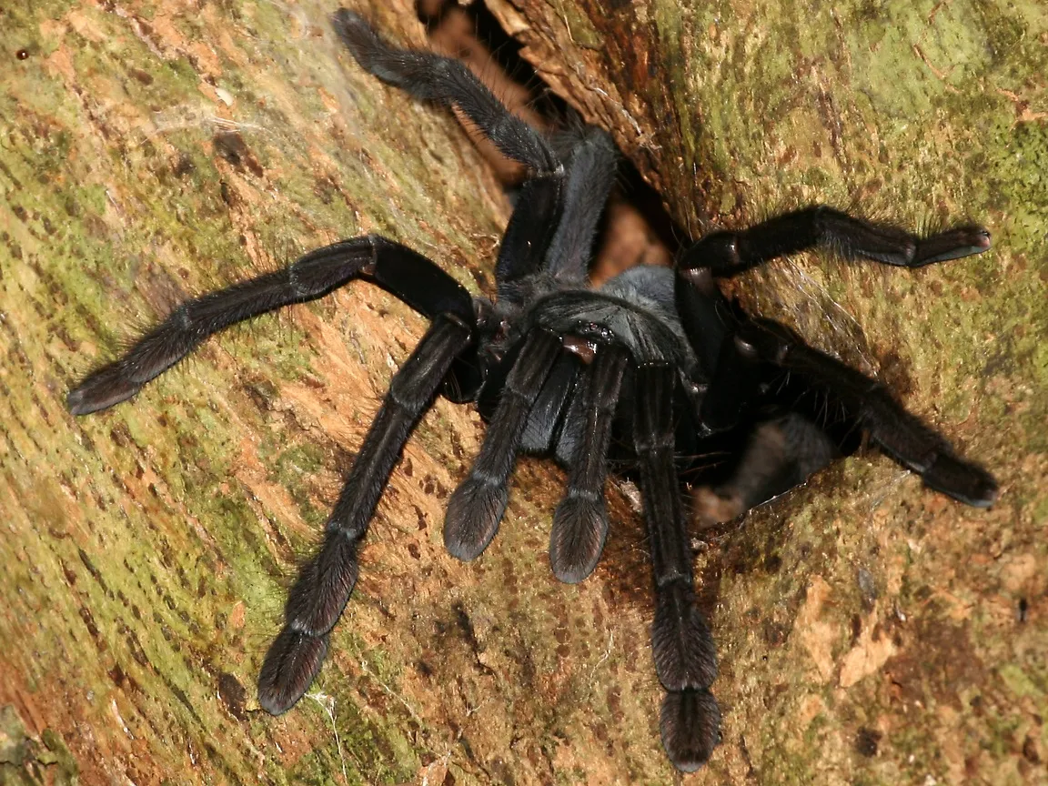 20844 tarantula feeding