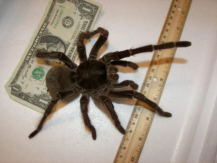 20844 tarantula habitat