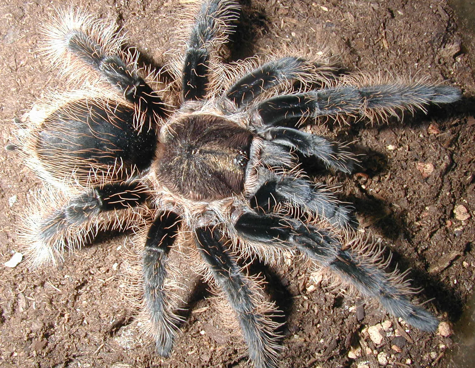 20844 theraphosa apophysis