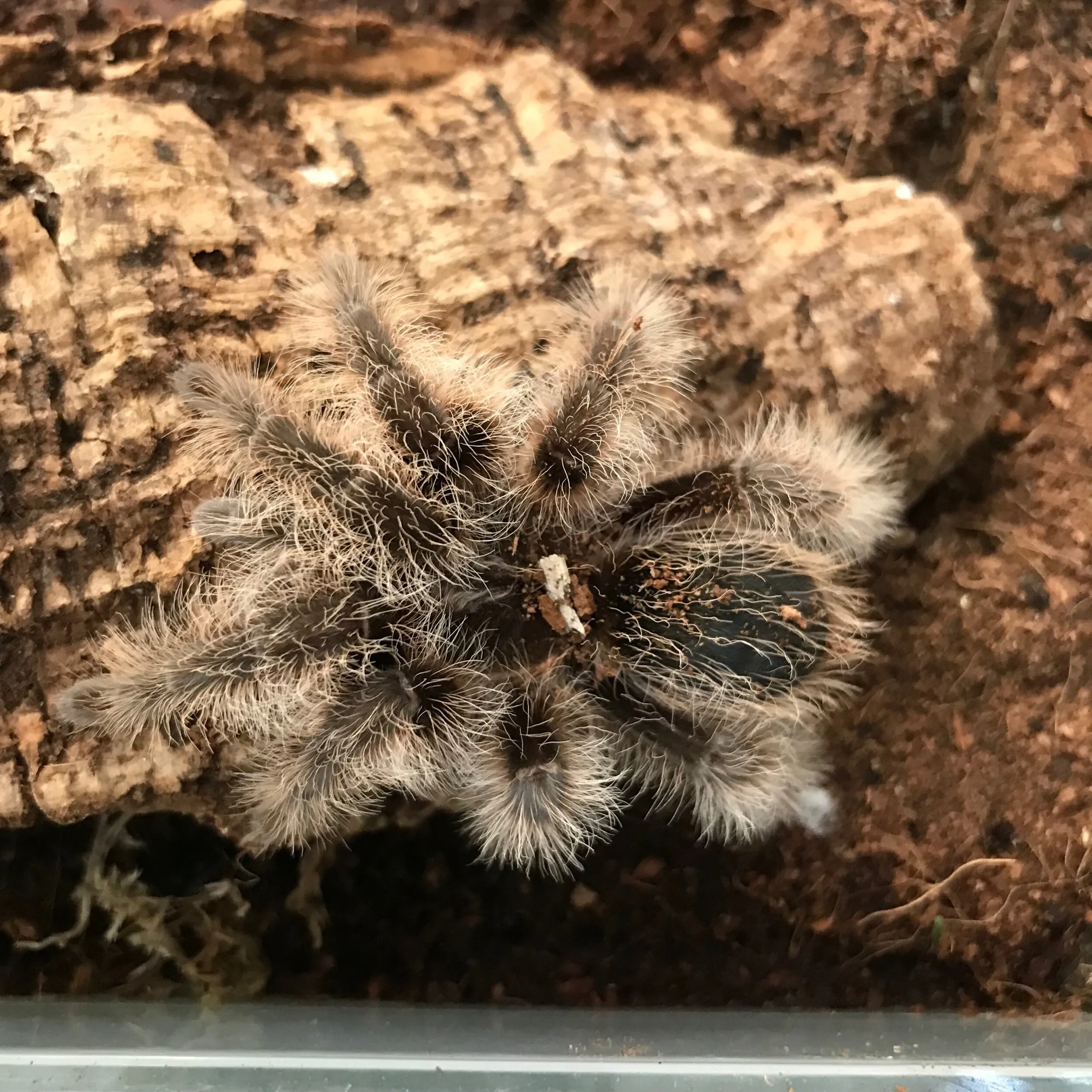 20845 heteroscodra maculata