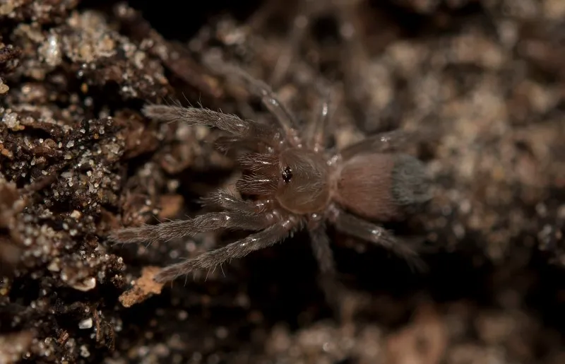 20845 poecilotheria metallica