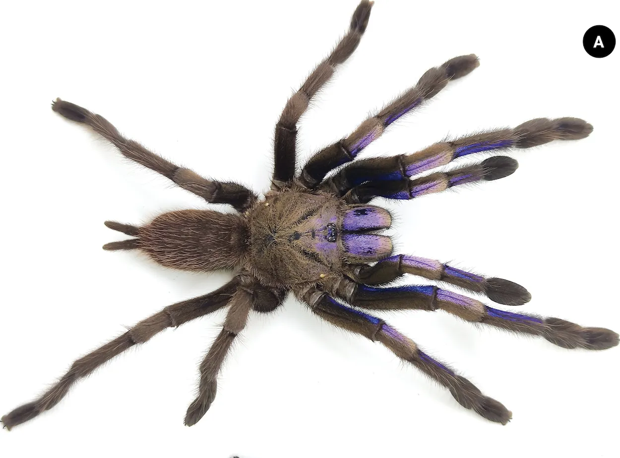 20845 psalmopoeus irminia