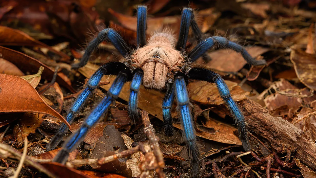20845 rare tarantulas habitat