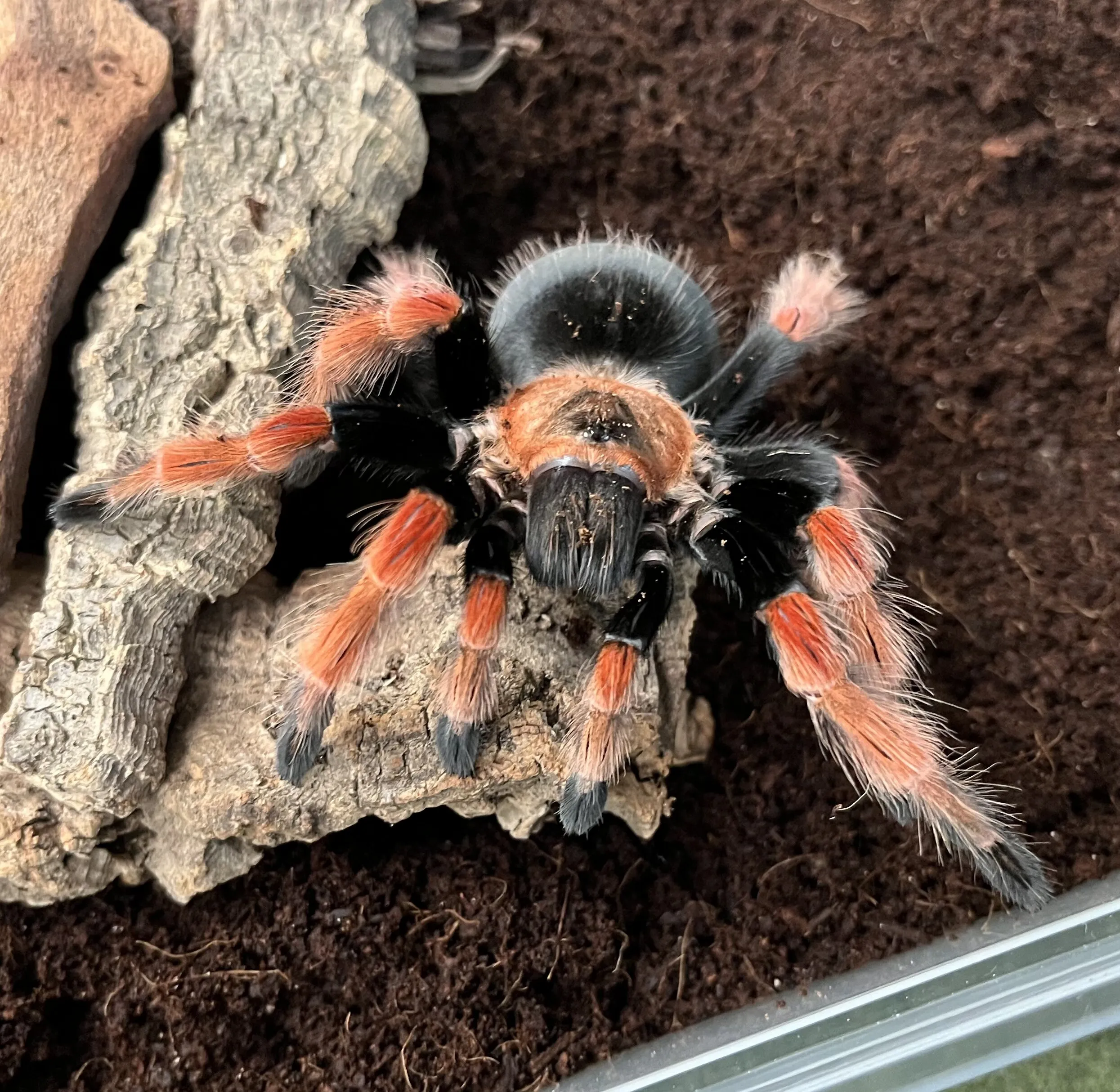 20845 tarantula feeding