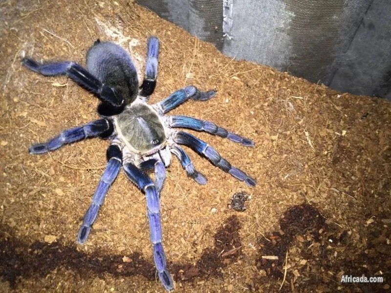 /img/20845-tarantula-health.webp