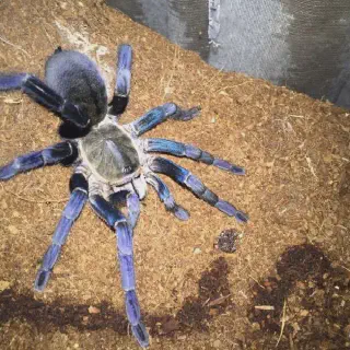/img/20845-tarantula-health.webp