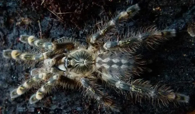 20845 theraphosa blondi